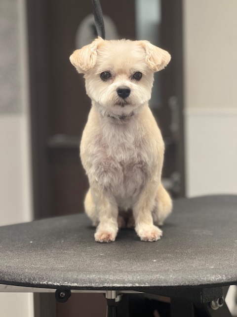 A small dog sits on a grooming table A small dog sits on a grooming table