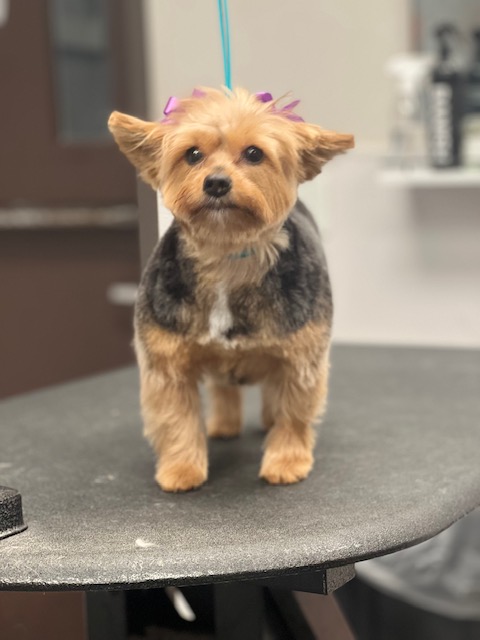 A small dog stands on a table in a salon, surrounded by grooming tools A small dog stands on a table in a salon, surrounded by grooming tools