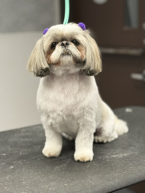 A small dog wearing a purple headband A small dog wearing a purple headband