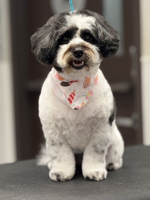 A small dog with a colorful bandana tied around its head A small dog with a colorful bandana tied around its head