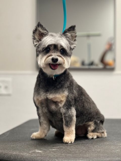 A small dog with gray and tan fur sits on a grooming table A small dog with gray and tan fur sits on a grooming table