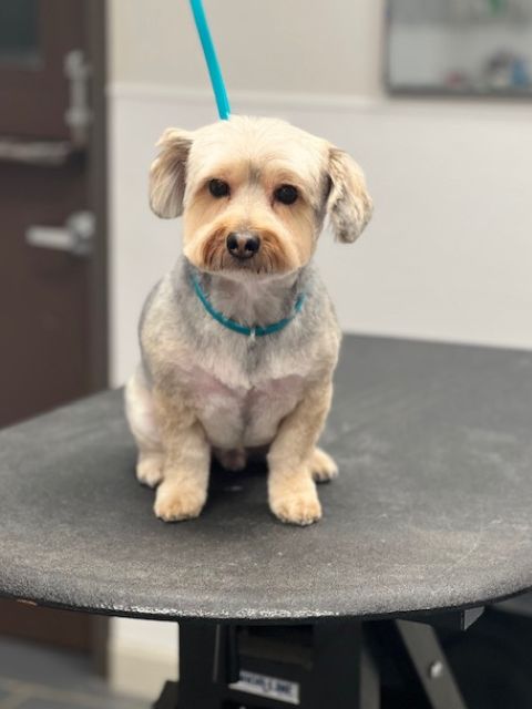 A small dog with light brown and gray fur sits on a grooming table, looking A small dog with light brown and gray fur sits on a grooming table, looking