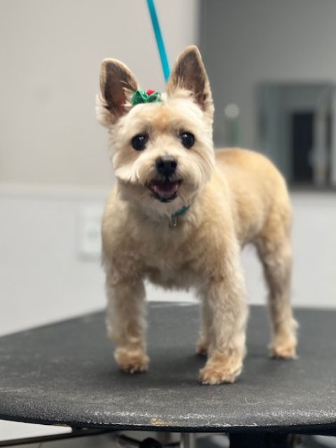 A small, light brown dog with a green bow on its head stands on a grooming table. A small, light brown dog with a green bow on its head stands on a grooming table.