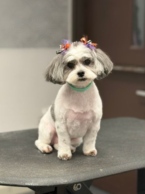 A small white and gray dog with two bows on its head sits on a grooming table. A small white and gray dog with two bows on its head sits on a grooming table.