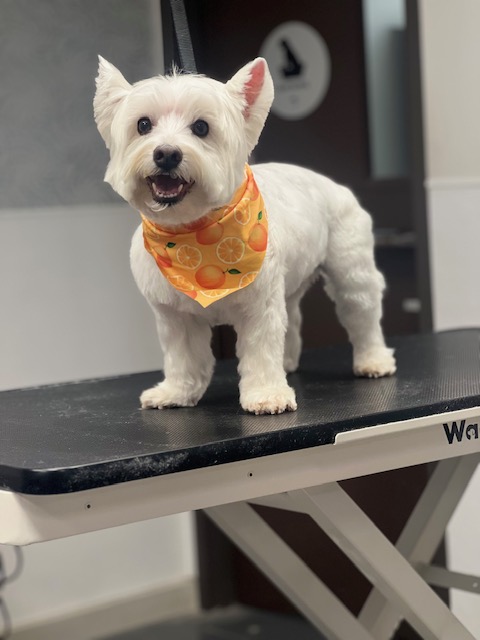 A small white dog adorned with a bandana is positioned on a grooming A small white dog adorned with a bandana is positioned on a grooming