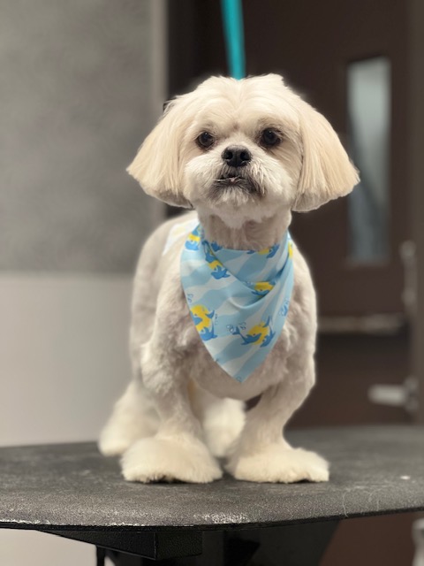 A small white dog in a blue bandana rests on a table A small white dog in a blue bandana rests on a table