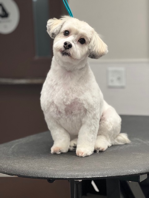 A small white dog sits on a table, looking curiously at its surroundings. A small white dog sits on a table, looking curiously at its surroundings.