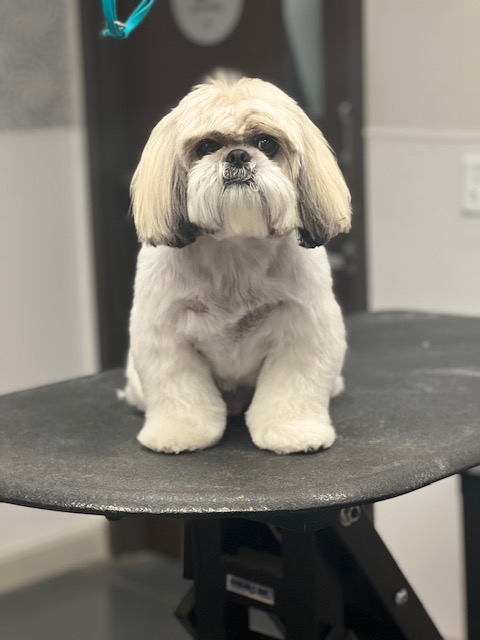 A small white dog sits on a table A small white dog sits on a table