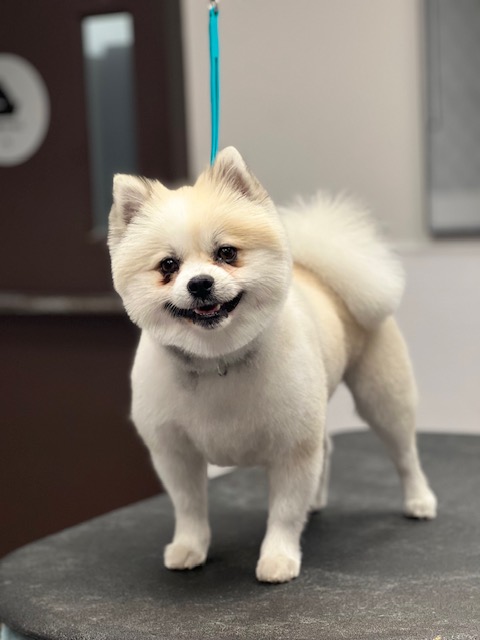 A small white dog stands on a wooden table A small white dog stands on a wooden table