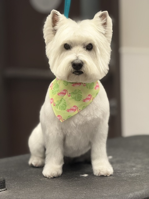 A small white dog with a bandana sits on a table A small white dog with a bandana sits on a table