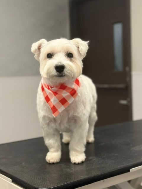 A small white dog with a red and white checkered bandana stands on a grooming table. A small white dog with a red and white checkered bandana stands on a grooming table.