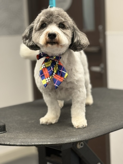 A well-groomed dog wearing a vibrant tie is positioned A well-groomed dog wearing a vibrant tie is positioned