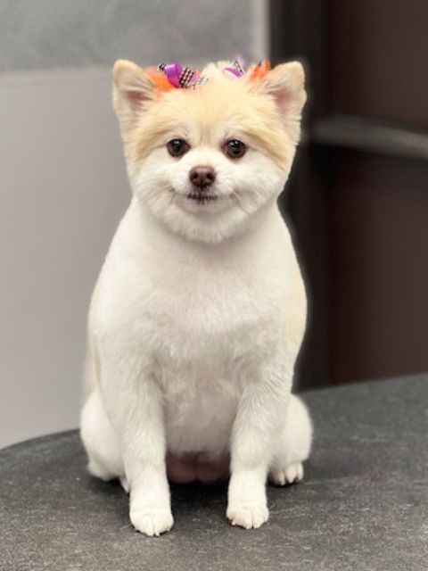 A white Pomeranian dog with blonde fur on its head and ears, wearing a festive A white Pomeranian dog with blonde fur on its head and ears, wearing a festive