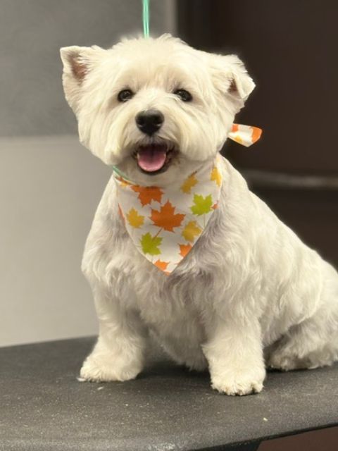 A white West Highland Terrier dog wearing a bandana with orange and A white West Highland Terrier dog wearing a bandana with orange and