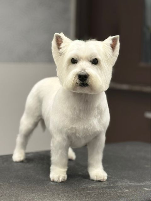 A white West Highland White Terrier dog stands with its ears perked and looking A white West Highland White Terrier dog stands with its ears perked and looking