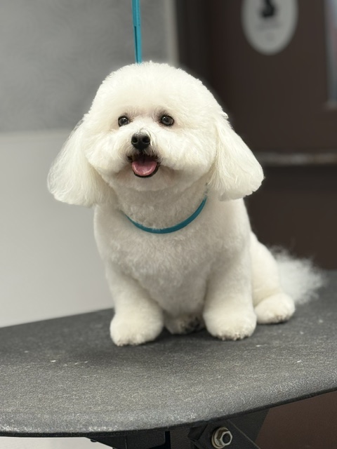 A white dog sits confidently on a skateboard, showcasing its playful demeanor and balance. A white dog sits confidently on a skateboard, showcasing its playful demeanor and balance.