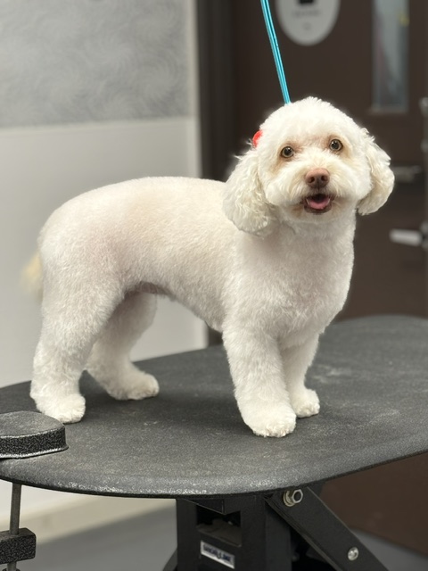 A white dog stands on a grooming table, looking alert and well-groomed A white dog stands on a grooming table, looking alert and well-groomed