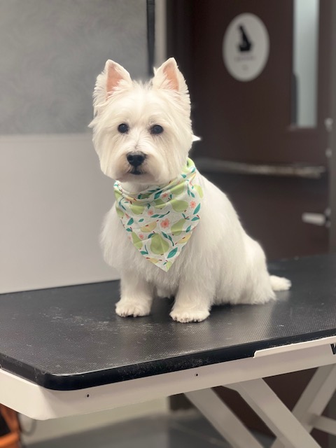 A white dog wearing a colorful bandana sits on a wooden table A white dog wearing a colorful bandana sits on a wooden table