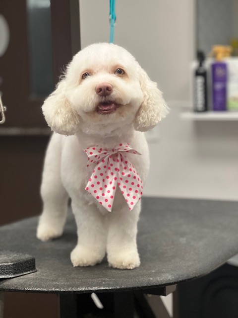 A white dog wearing a pink bow around its neck, sitting gracefully and A white dog wearing a pink bow around its neck, sitting gracefully and