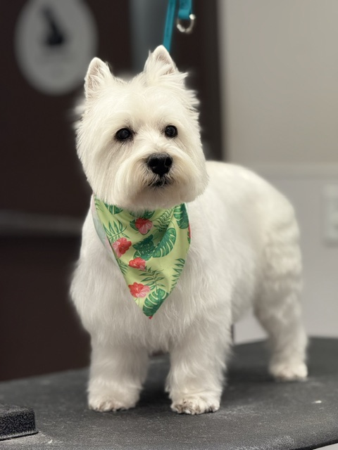 A white dog with a colorful bandana sits on a wooden table A white dog with a colorful bandana sits on a wooden table