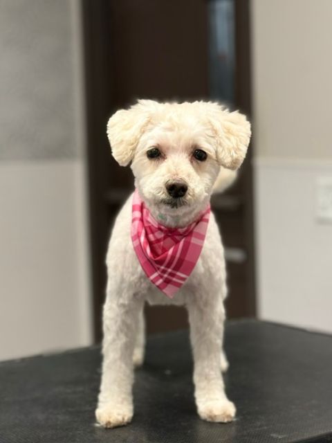 A white dog with a pink plaid bandana stands on a dark surface. A white dog with a pink plaid bandana stands on a dark surface.