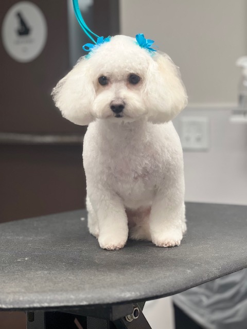 A white dog with blue hair sitting on a table, looking curiously A white dog with blue hair sitting on a table, looking curiously