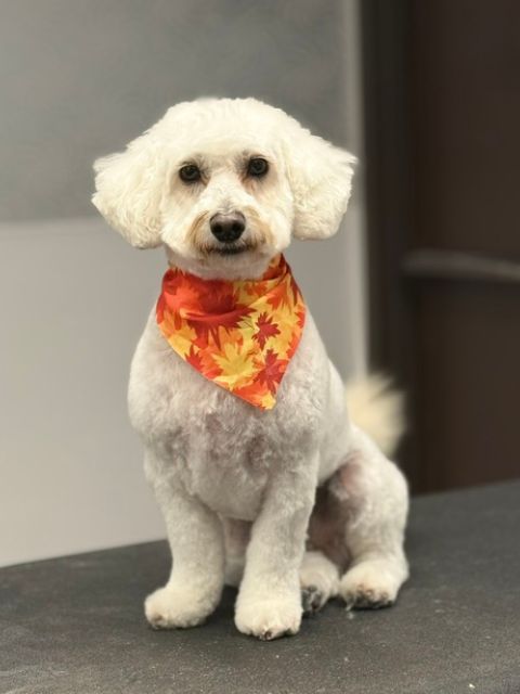 A white poodle-like dog wearing an orange and yellow leaf-patterned A white poodle-like dog wearing an orange and yellow leaf-patterned
