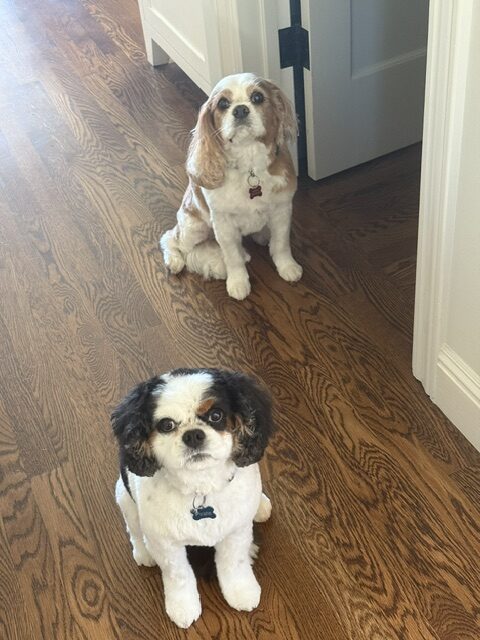 Two dogs sit on the floor, facing a closed door Two dogs sit on the floor, facing a closed door