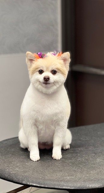 small dog sitting on a table, looking curiously at its small dog sitting on a table, looking curiously at its