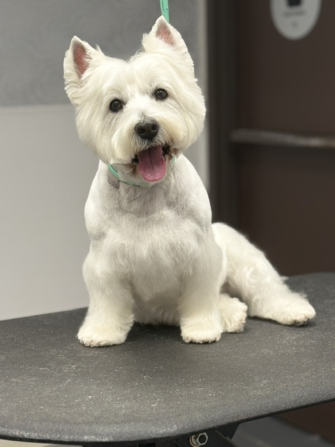 white dog sitting comfortably on a wooden table white dog sitting comfortably on a wooden table